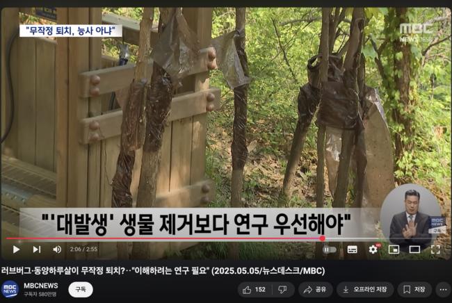 러브버그를 이해하려는 연구가 필요하다는 MBC 보도 (MBC뉴스 갈무리)