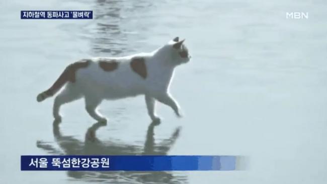 사진-MBN 뉴스 화면 캡쳐